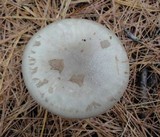 Amanita porphyria image
