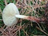 Rhodocollybia maculata image