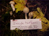 Inocybe kauffmanii image