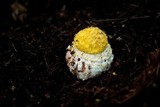 Amanita augusta image