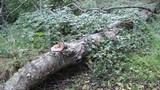 Bjerkandera adusta image