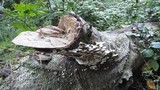 Bjerkandera adusta image