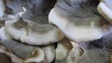 Bjerkandera adusta image