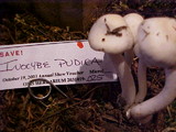 Inocybe whitei image