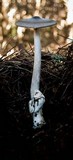 Amanita constricta image