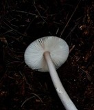 Amanita constricta image