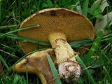 Suillus americanus image