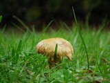 Suillus americanus image