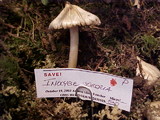 Inocybe sororia image