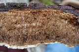 Perenniporia fraxinophila image