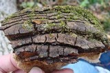Perenniporia fraxinophila image