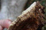 Perenniporia fraxinophila image