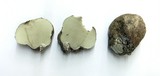 Rhizopogon ochraceorubens image