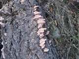 Fomitopsis cajanderi image