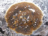 Caloplaca aurantia image