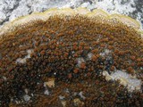 Caloplaca aurantia image