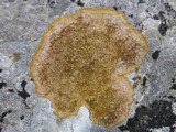 Caloplaca aurantia image