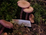 Laccaria bicolor image