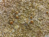 Caloplaca aurantia image