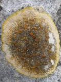 Caloplaca aurantia image
