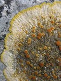 Caloplaca aurantia image