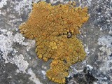 Caloplaca verruculifera image