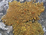 Caloplaca verruculifera image