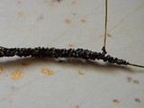 Physarum cinereum image