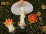 Amanita muscaria var. flavivolvata image