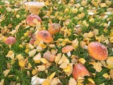 Amanita muscaria var. flavivolvata image