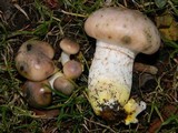 Gomphidius oregonensis image