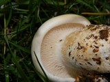 Leucopaxillus albissimus image
