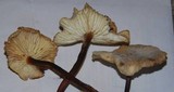 Gymnopus brassicolens var. brassicolens image