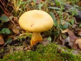 Gymnopilus luteus image