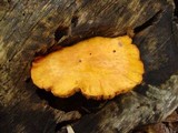 Gymnopilus luteus image