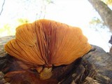 Gymnopilus luteus image