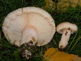 Lactarius pubescens image