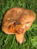 Paxillus involutus image