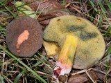 Boletus chrysenteron image