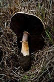 Agaricus californicus image