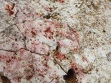 Hypomyces rosellus image