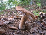 Polyporus radicatus image