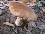 Polyporus radicatus image
