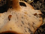 Polyporus radicatus image