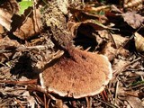 Hydnellum scrobiculatum image