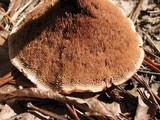 Hydnellum scrobiculatum image