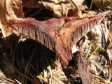 Hydnellum scrobiculatum image
