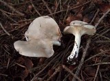 Hygrophorus agathosmus image