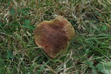 Boletus smithii image