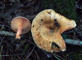 Lactarius deterrimus image